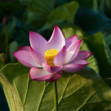 Nelumbo nucifera rose - Lotus des Indes rose