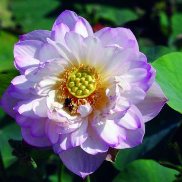 Nelumbo nucifera rose - Lotus des Indes rose