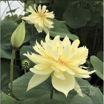 Nelumbo nucifera rose - Lotus des Indes rose