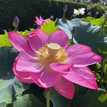 Nelumbo nucifera rose - Lotus des Indes rose