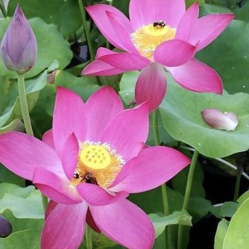 Nelumbo nucifera rose - Lotus des Indes rose