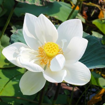 Nelumbo nucifera Stellar White - Lotus des Indes blanc