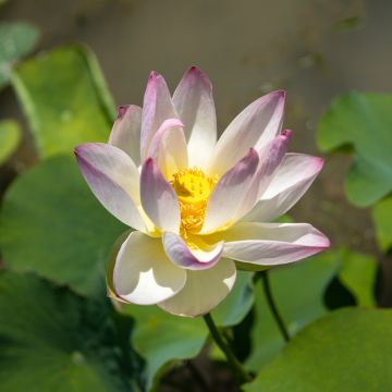 Nelumbo nucifera rose - Lotus des Indes rose