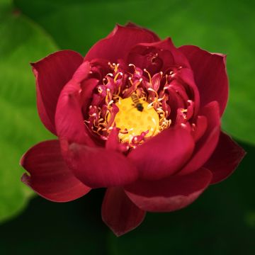 Nelumbo nucifera rouge - Lotus des Indes rouge