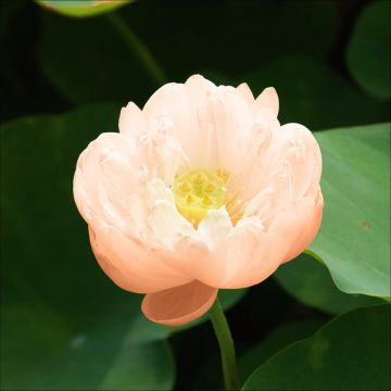 Nelumbo nucifera rose - Lotus des Indes rose