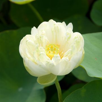 Nelumbo nucifera rose - Lotus des Indes rose