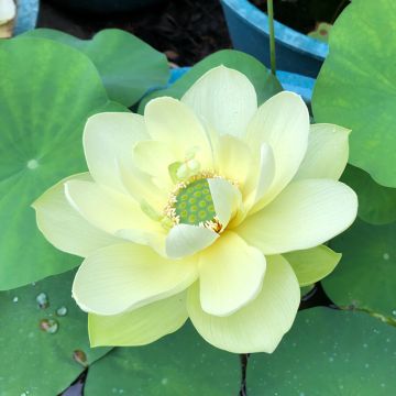 Nelumbo nucifera rose - Lotus des Indes rose