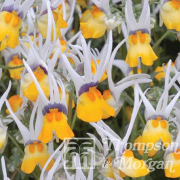 Graines de Nemesia cheiranthus Shooting Stars - Miroir des elfes