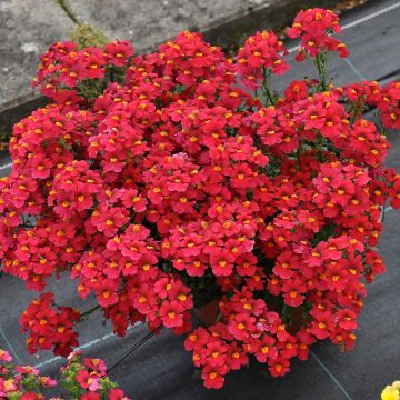 Nemesia Sunsatia Plus Strawberry