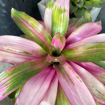 Neoregelia Cotton Candy - Plante réservoir