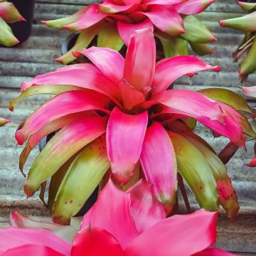 Neoregelia Medusa - Plante réservoir