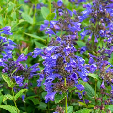 Nepeta Blue Dragon - Nepeta à fleurs bleu-violet