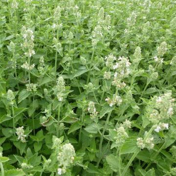 Nepeta cataria Citriodora - Chataire citron.