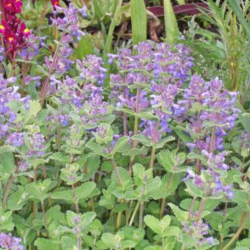 Nepeta x faassenii 'Junior Walker' - Herbe à chat vivace compacte