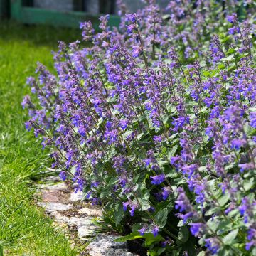 Nepeta faassenii - Népéta hybride.