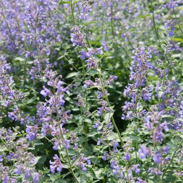 Nepeta curviflora - Herbe à chat à fleur courbe pour jardin sec