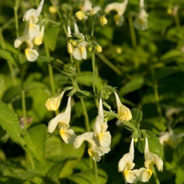 Nepeta govaniana