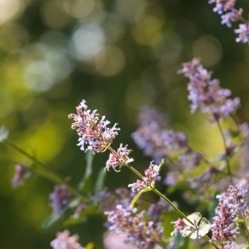 Nepeta grandiflora Bramdean - Herbe à chats géante