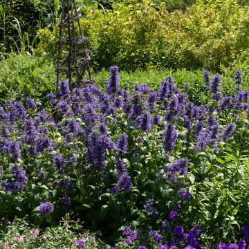 Nepeta kubanica - Chataire