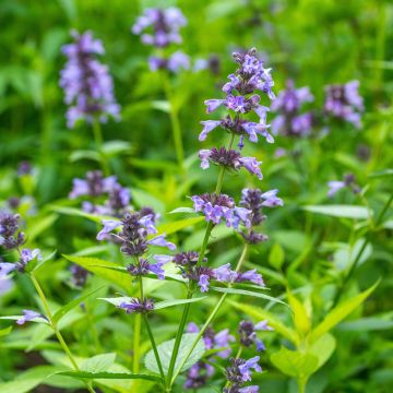 Nepeta manchuriensis Manchu Blue