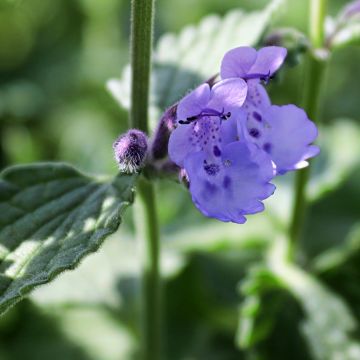 Nepeta mussinii (racemosa) - Chataire