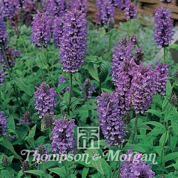 Graines de Nepeta nervosa Blue Moon - Chataire nervurée