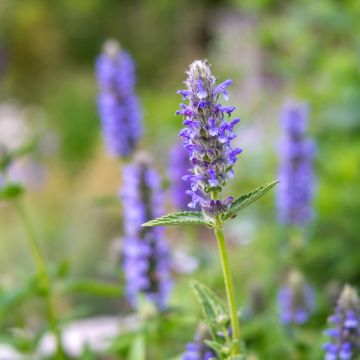 Nepeta nervosa - Chataire nervurée