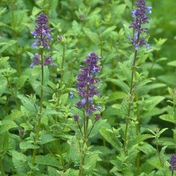 Nepeta subsessilis - Chataire subsessile 