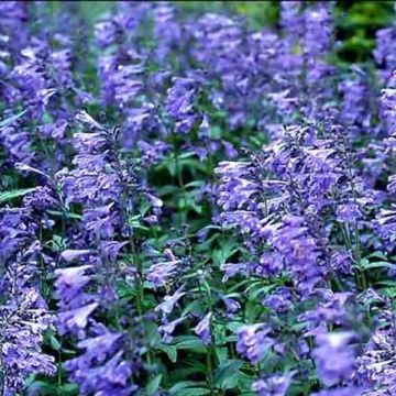 Nepeta sibirica Souvenir d Andre Chaudron