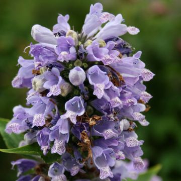 Martynia Annua, Griffe De Chat, Herbacée Annuelle Recouverte De Poils  Collants, Reins En Forme De Feuilles Opposées Et Fleurs En Forme De Cloche  Violette Avec Des Marques Blanches En Grappes Banque D'Images