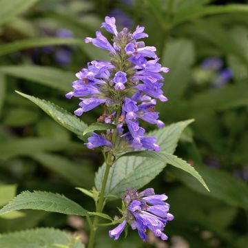 Nepeta subsessilis - Chataire subsessile 