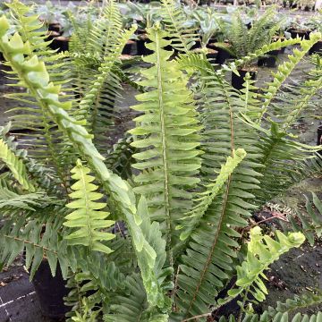 Nephrolepis cordifolia  Arctic Jungle - Fougère de Boston rustique