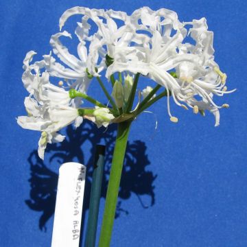 Nerine flexuose blanche