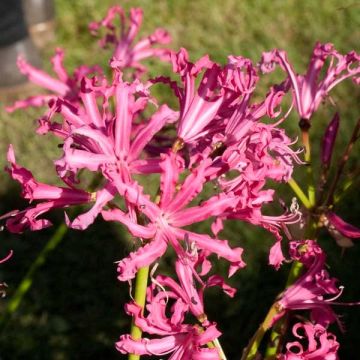 Nerine bowdenii Isobel