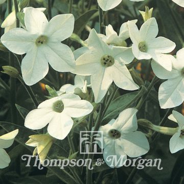 Graines de Tabac Fragrant Cloud - Nicotiana x sanderae