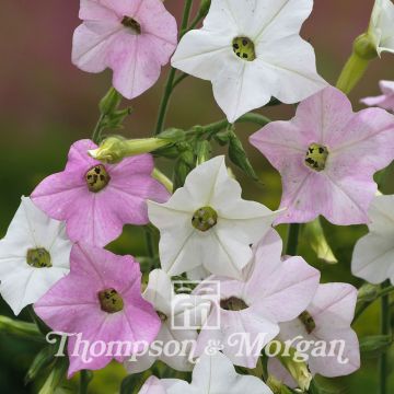 Graines de Tabac Marshmallow - Nicotiana mutabilis