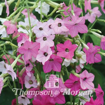 Graines de Tabac Whisper Mixed F1 hybrid - Nicotiana x hybrida