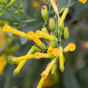 Nicotiana glauca - Tabac bleu, Tabac arborescent