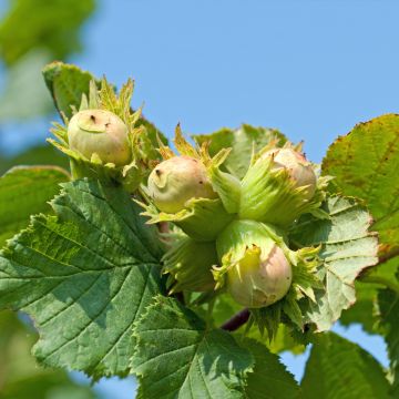 Noisetier commun - Corylus avellana Longue d'Espagne