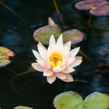 Nymphaea Colonel A.J. Welch - Nénuphar jaune