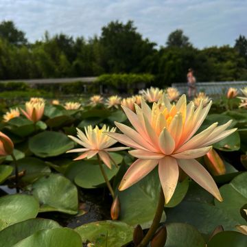 Nymphaea Barbara Davies - Nénuphar rustique