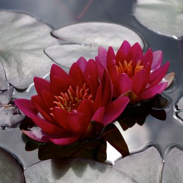 Nymphaea Bateau - Nénuphar rustique rouge