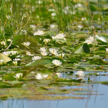 Nymphaea tetragona - Nénuphar nain blanc