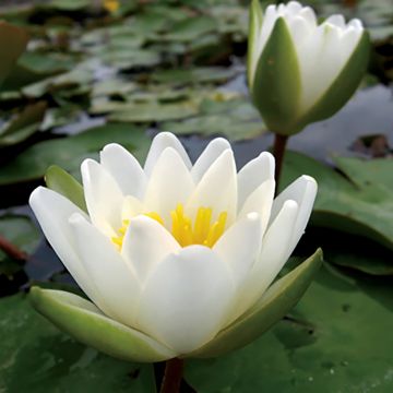 Nymphaea candida - Nénuphar luisant
