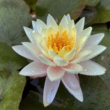 Nymphaea Carolina Sunset - Nénuphar rustique, jaune et pêche cuivré