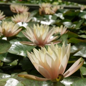 Nymphaea Cynthia Ann - Nénuphar rustique cuivré