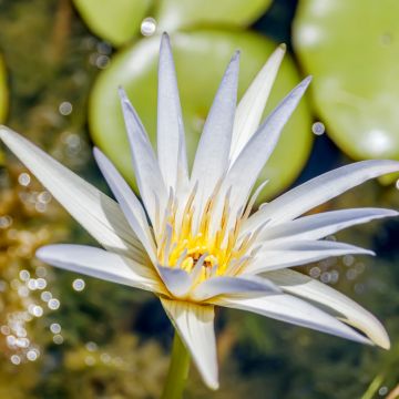 Nymphaea Colonel A.J. Welch - Nénuphar jaune