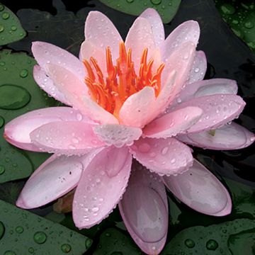Nymphaea Colonel A.J. Welch - Nénuphar jaune
