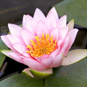 Nymphaea Fabiola - Nénuphar rose