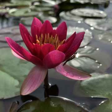Nymphaea Colonel A.J. Welch - Nénuphar jaune